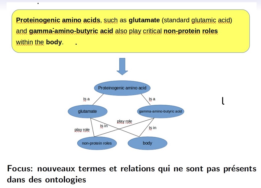 Focus: nouveaux termes et relations qui ne sont pas présents dans des ontologies