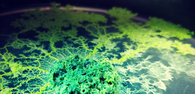 "Physarum polycephalum", communément appelés blob, explorant son environnement en quête de nourriture dans une boîte de Petri. Le blob se déplace en étendant ses pseudopodes et en contractant son réseau veineux. Sensible à la lumière, il se développe en milieu humide et se nourrit de bactéries et de champignons dans la nature ou de flocons d’avoine en laboratoire. Il peut doubler de taille chaque jour. Bien que dépourvu de cerveau, il est capable d’apprendre de ses expériences et de transmettre les informations apprises à d’autres individus en fusionnant avec eux, prouvant que l’apprentissage ne dépend pas forcément du système nerveux. Ici, le blob a été coloré pour pouvoir observer cette fusion avec un autre individu. UMR5169 Centre de Recherches sur la Cognition Animale 20220022_0002